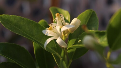 Cómo proteger los cítricos del estrés hídrico y térmico del invierno seco.jpg